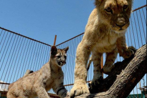 Животът в зоопарка primorsky, puma и lion city станаха приятели Животът в зоопарка primorsky, puma и lion city станаха приятели